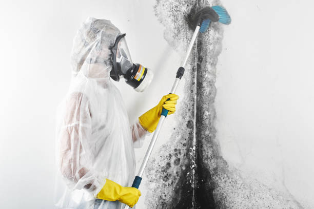 Best Black Mold Removal  in Milan, NM
